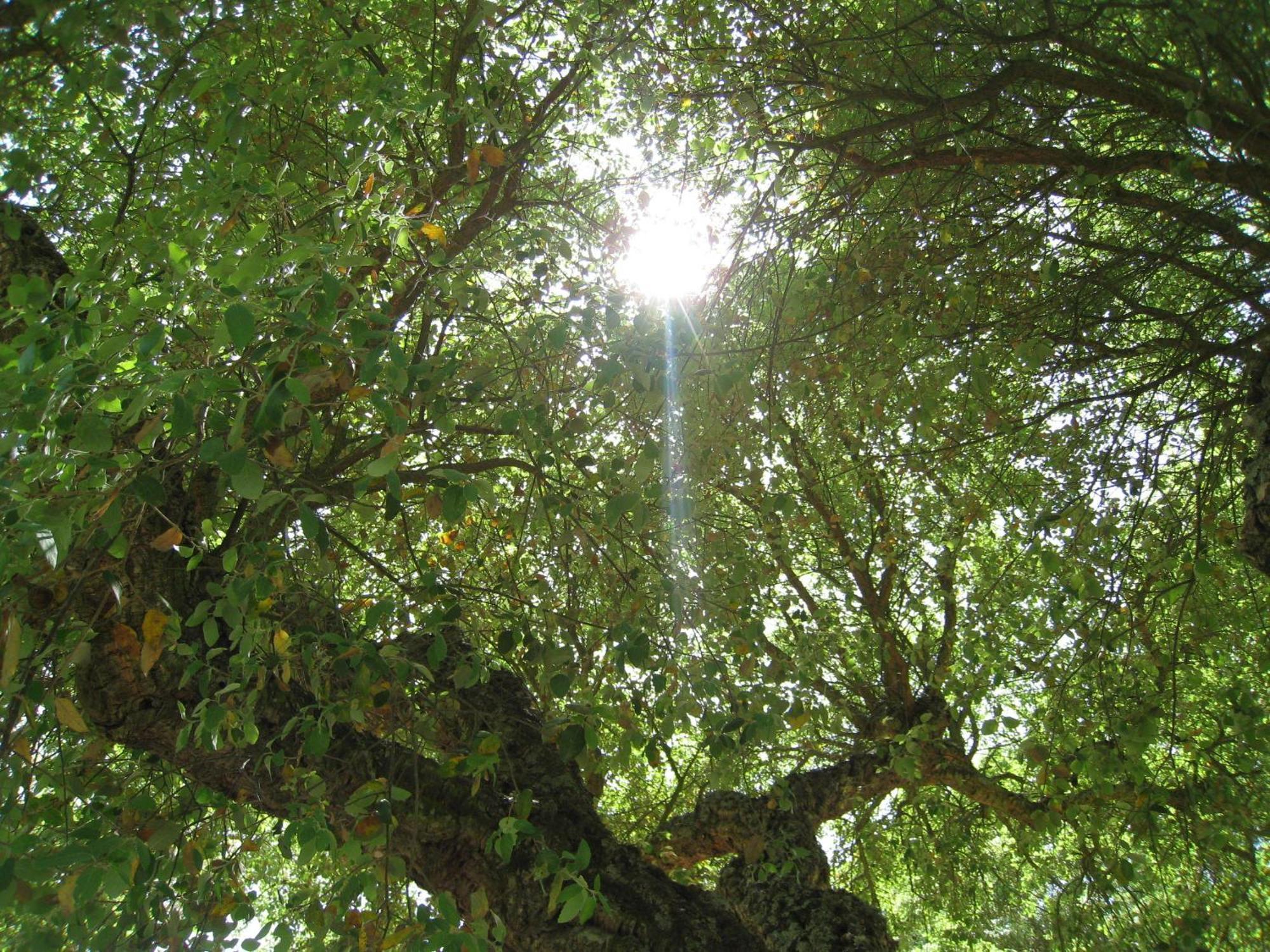 Monte Das Faias Cork Farm Hotel Grândola Buitenkant foto