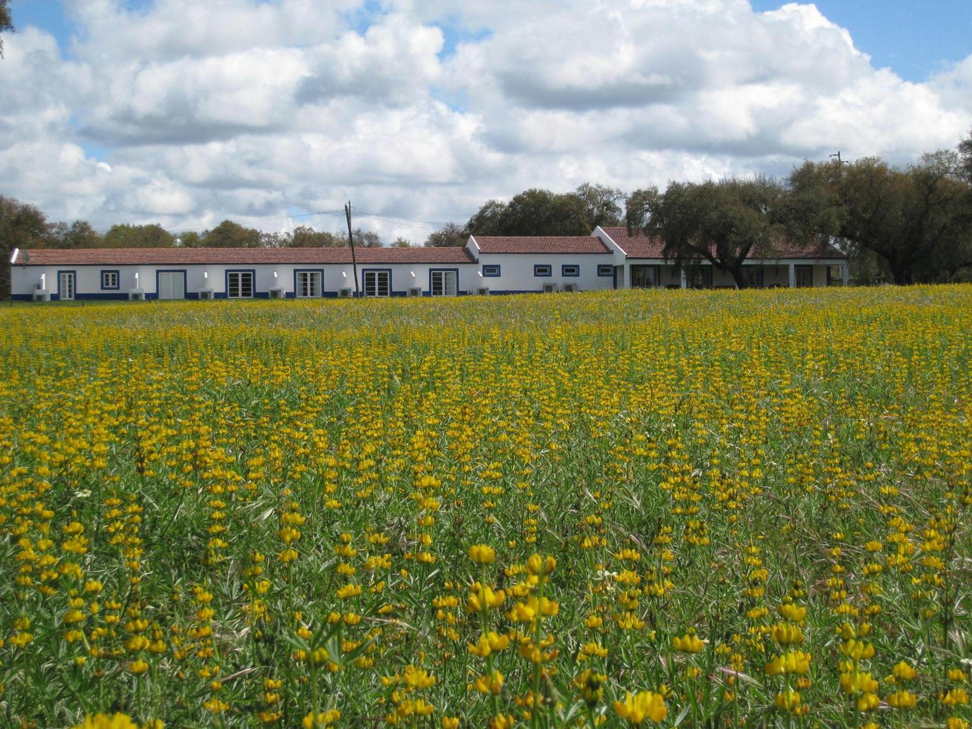 Monte Das Faias Cork Farm Hotel Grândola Buitenkant foto