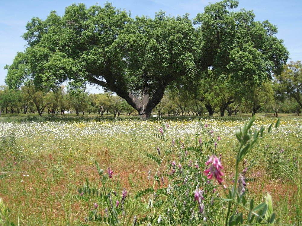 Monte Das Faias Cork Farm Hotel Grândola Buitenkant foto